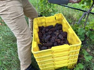 Our Pinot Gris harvest has been picking
